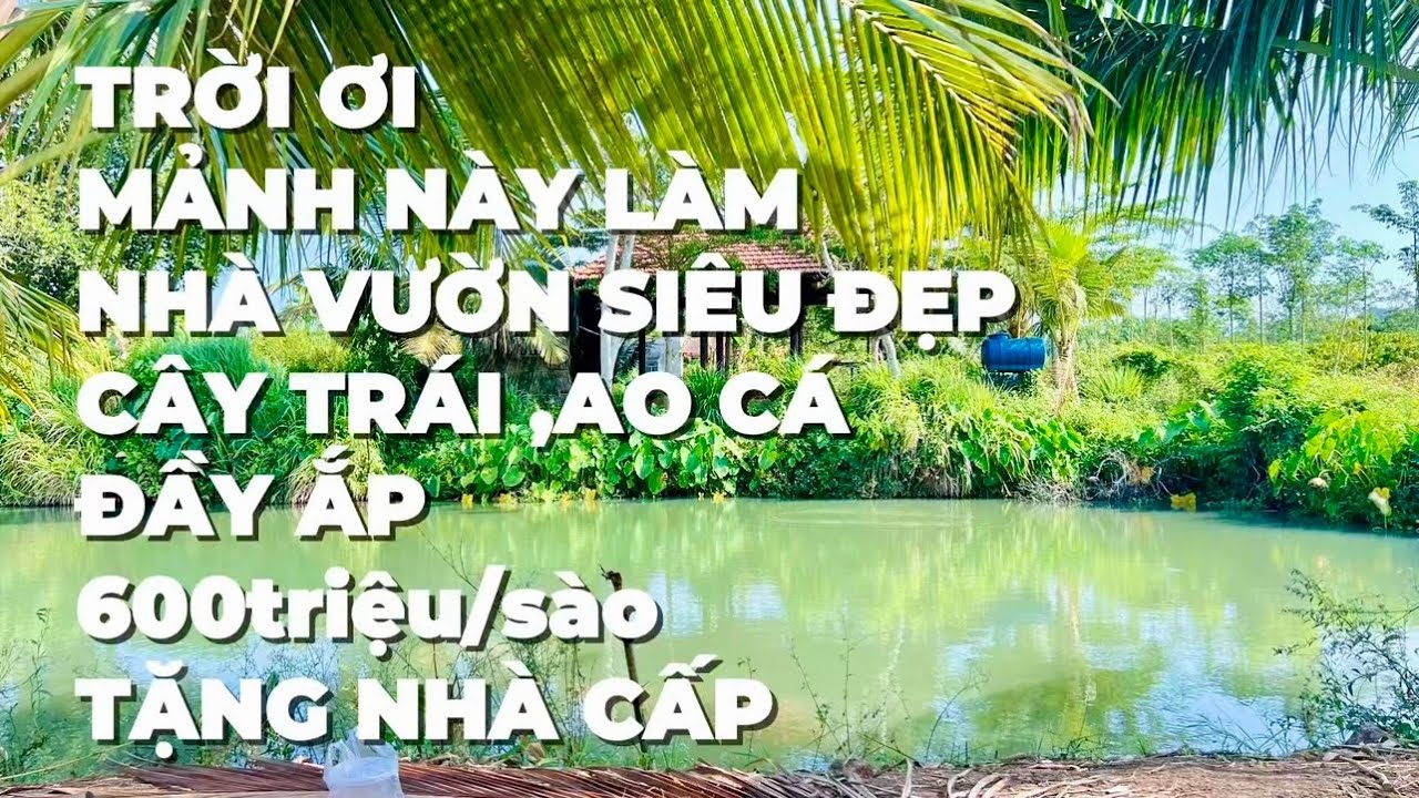 Trời ơi ! mảnh đất vườn này mà làm nhà vườn thì ai cũng mê ,trái cây sum suê ở BR-VT