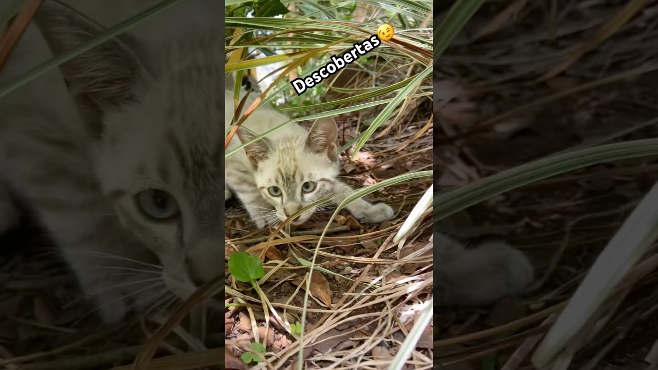 Gatinho de apartamento