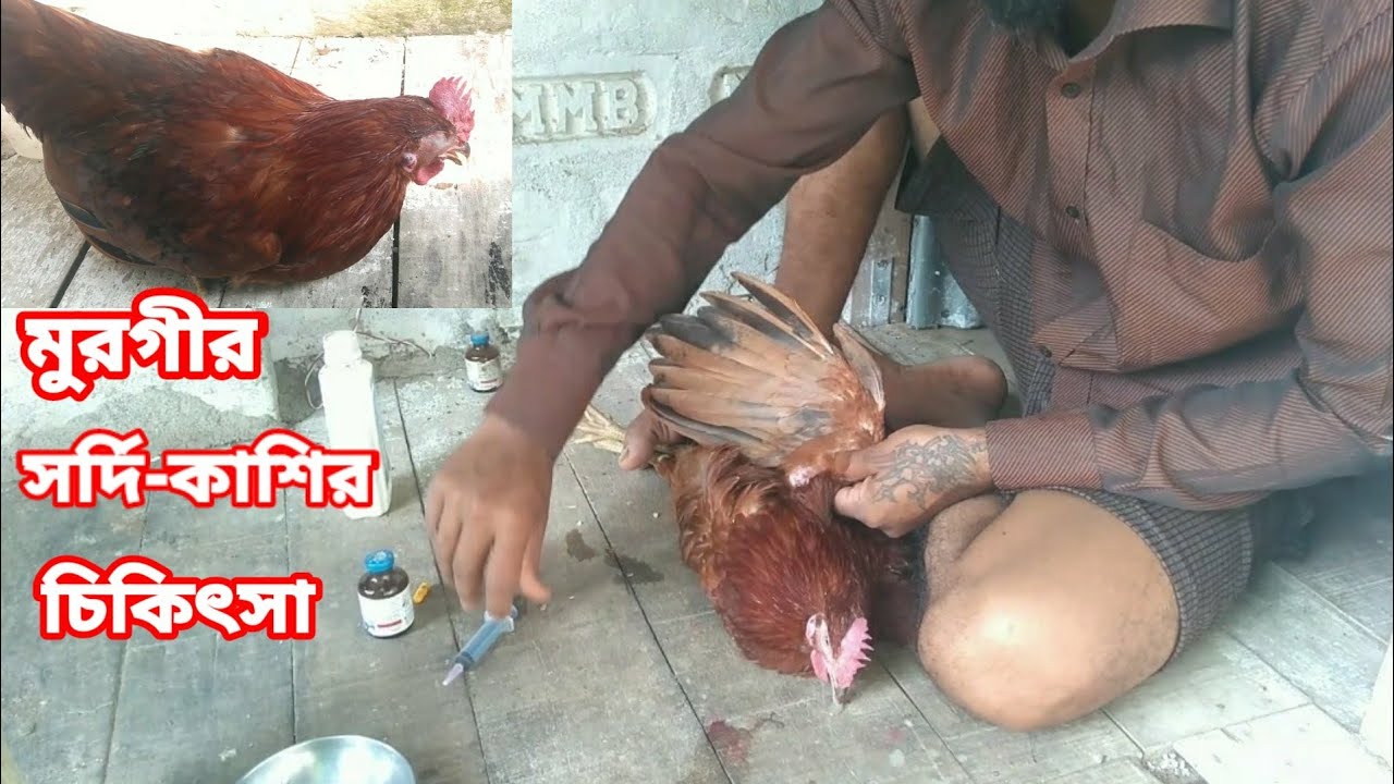 মুরগির সর্দি কাশির চিকিৎসা 🐓 desi murgi cold treatment 🐔 best medicine in poultry 🐤 desi murgi Ilaaj