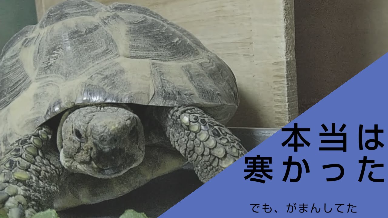 リクガメ(ヘルマンリクガメ)ケージの保温と保湿対策【2020 tortoise 25】