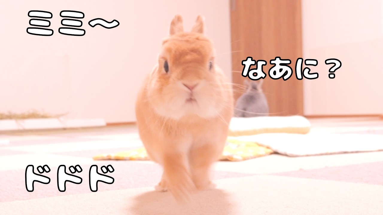 「ミミ」と呼んだらなぜか純粋な顔で全速力で駆けつけてきたムギが可愛すぎました【No.1859】