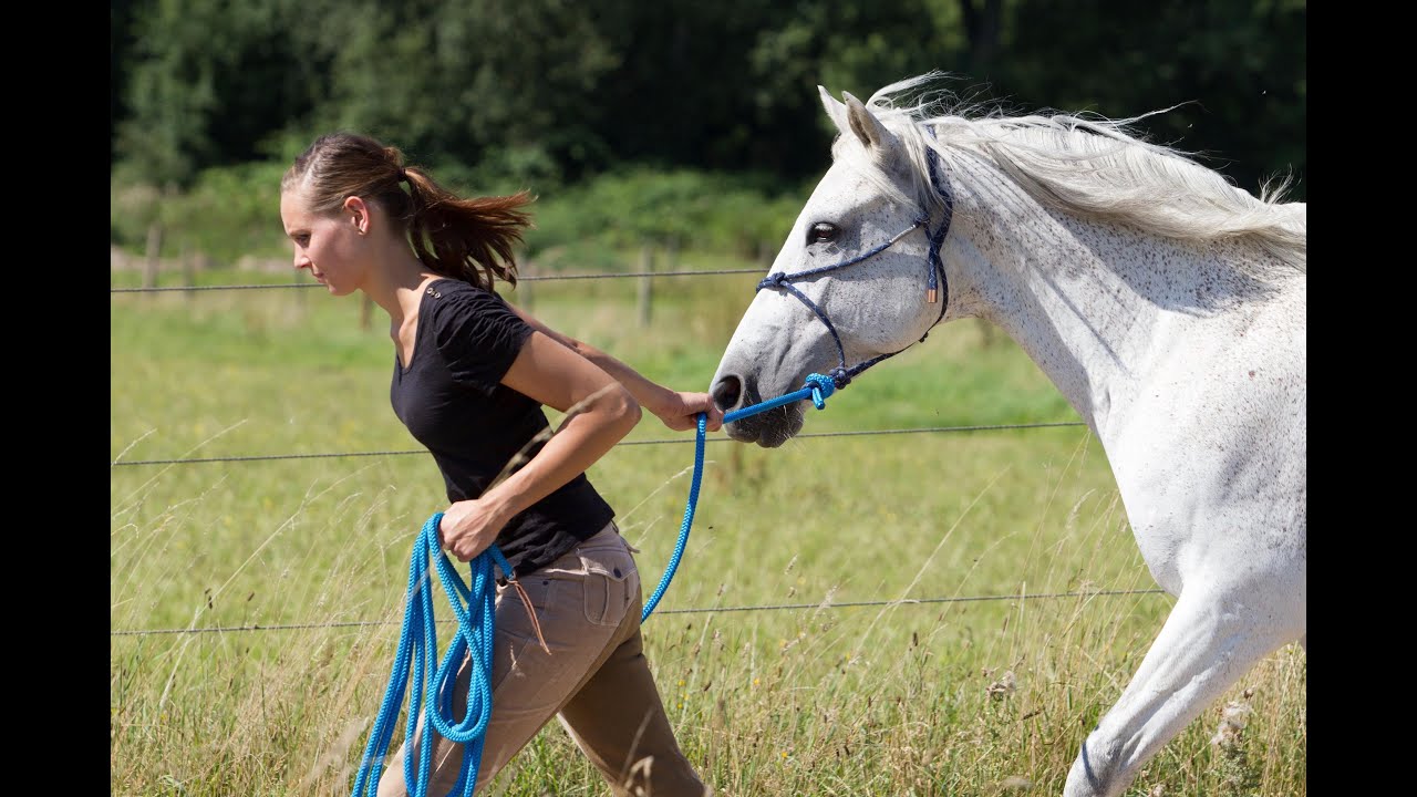 Pferdesprache verstehen. Warum bleibt mein Pferd plötzlich stehen und geht nicht weiter?