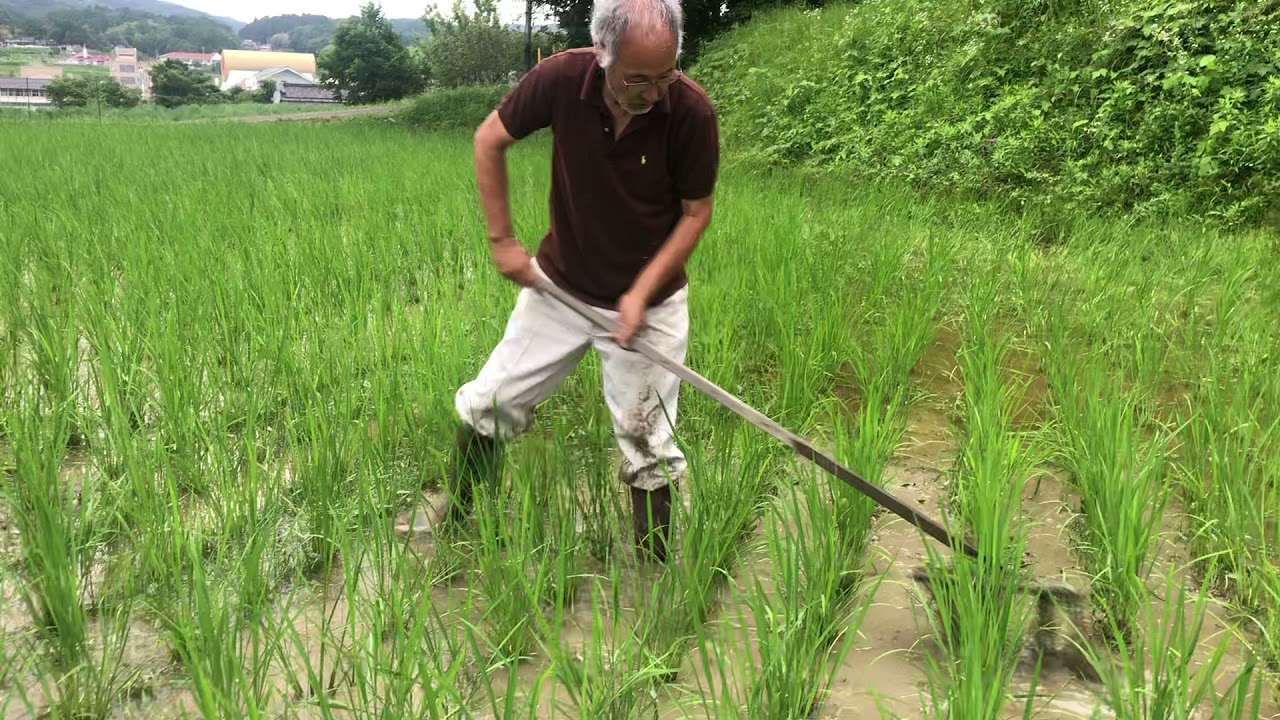 日本の除草名機「八反ずり」これはすごい！めっちゃ取れます！感動モン！これをみのるの除草機に付けます！