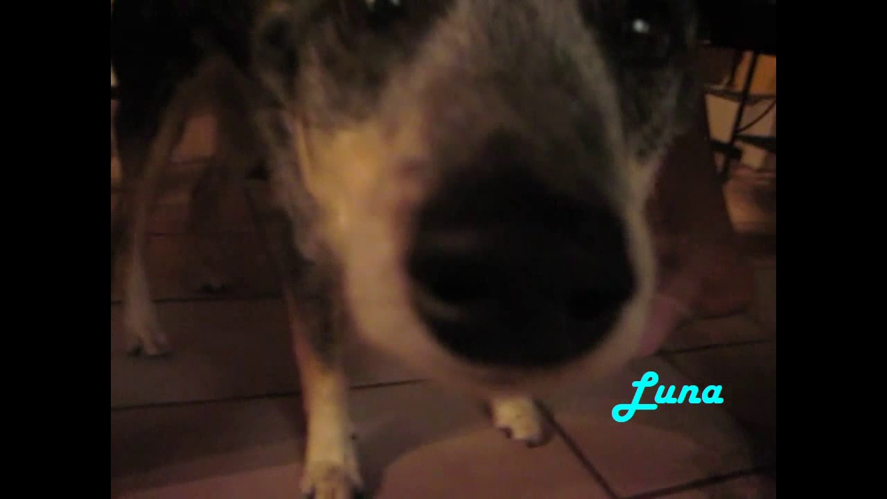 WELCOME TO ANIMALWISDOM!