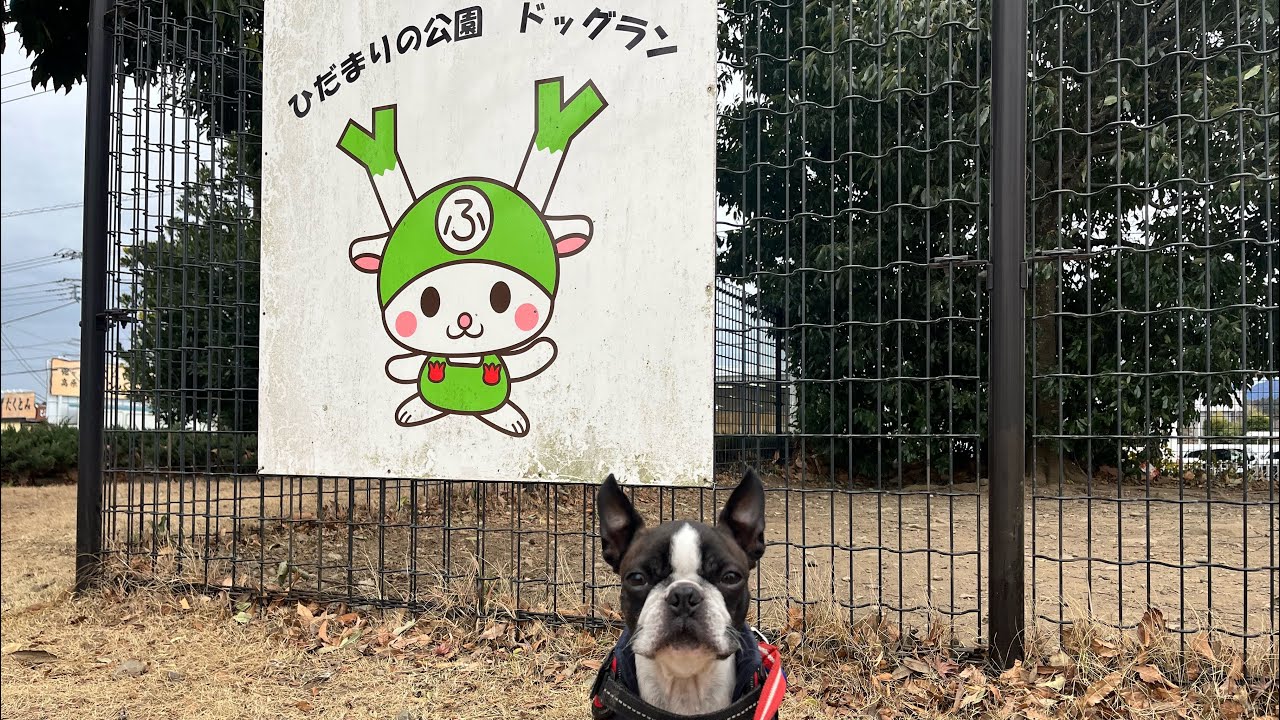 道の駅はなぞの、ドッグランへ/ボストンテリアむさし