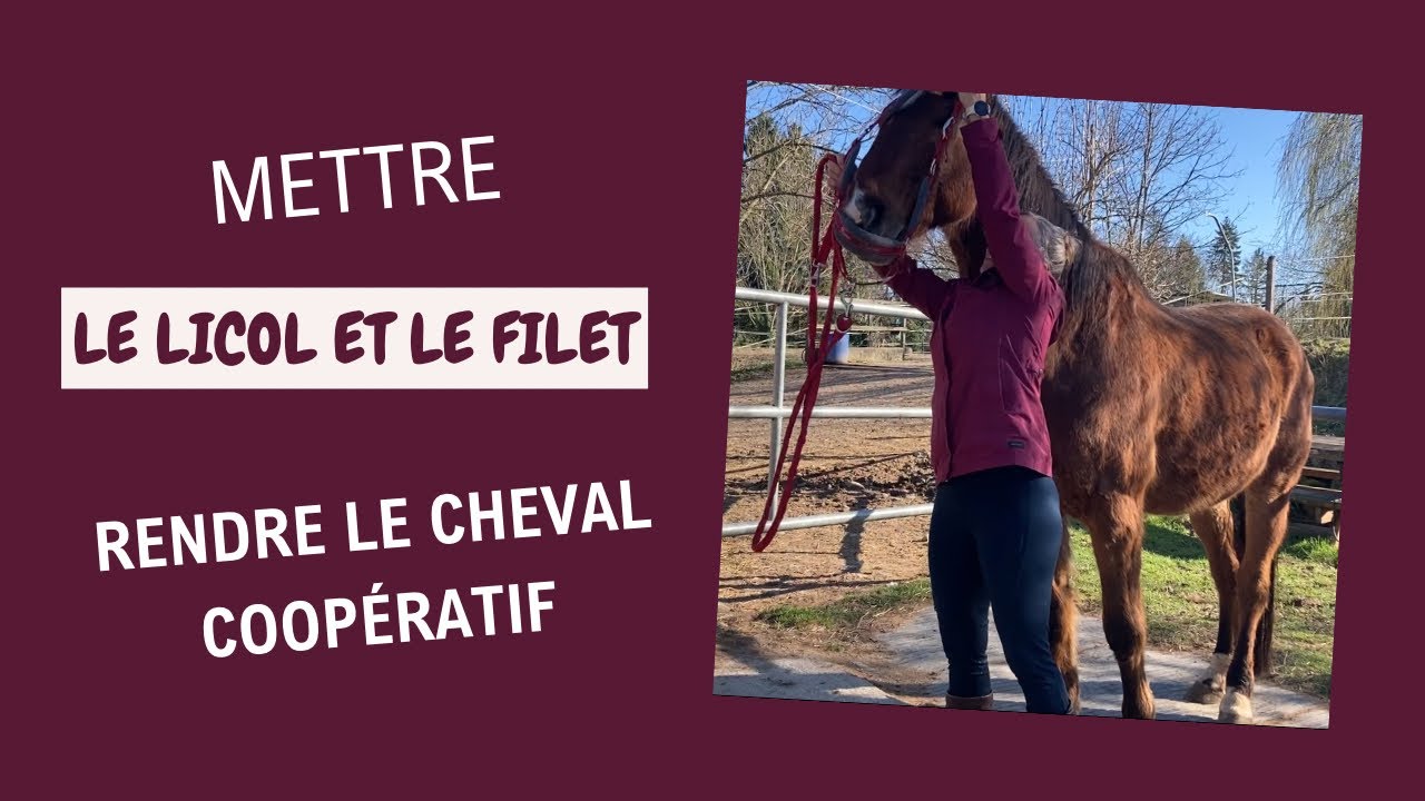 Comment rendre le cheval coopératif à la mise du licol ou du filet