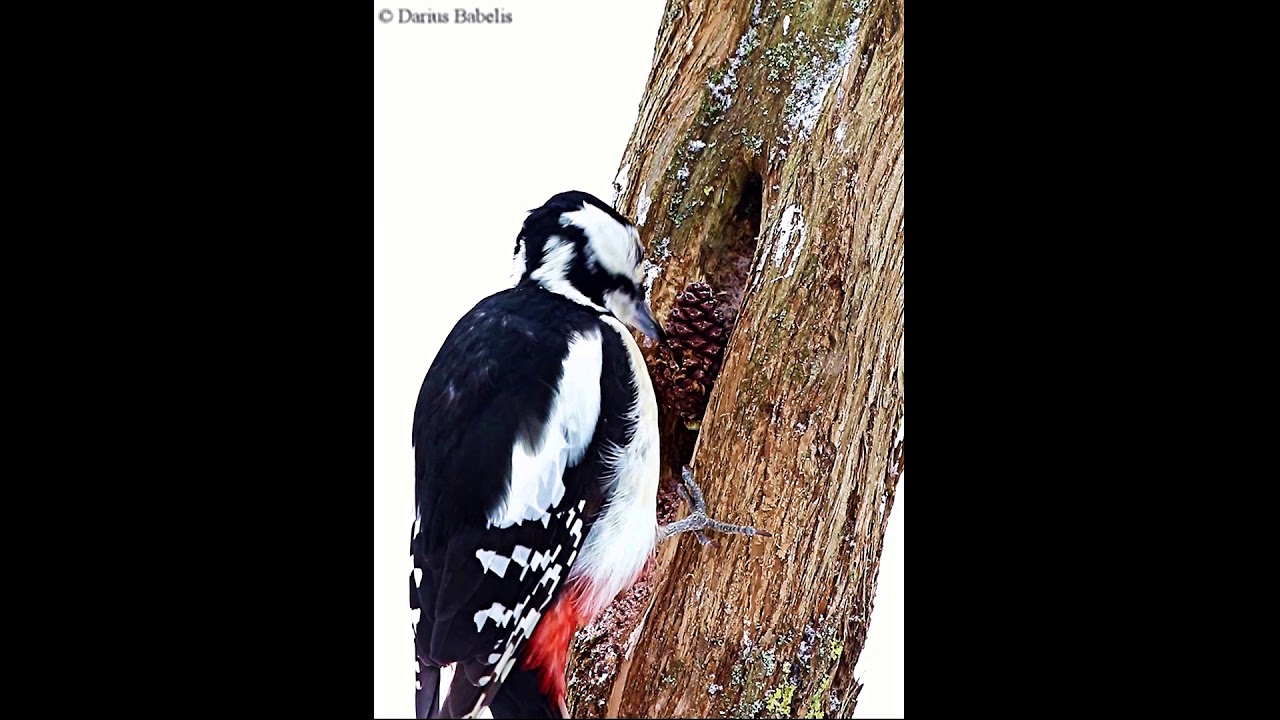 Didysis margasis genys (Dendrocopos major)