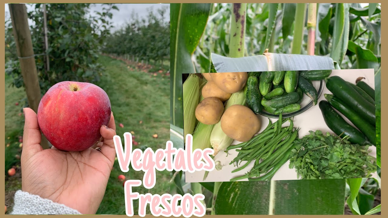 COSECHA de VEGETALES ORG&Aacute;NICOS! 🍅🥬