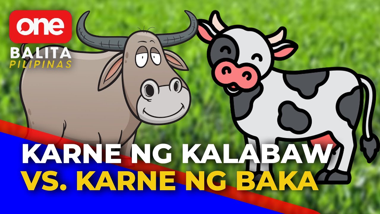 Pagkakaiba ng karne ng kalabaw at baka