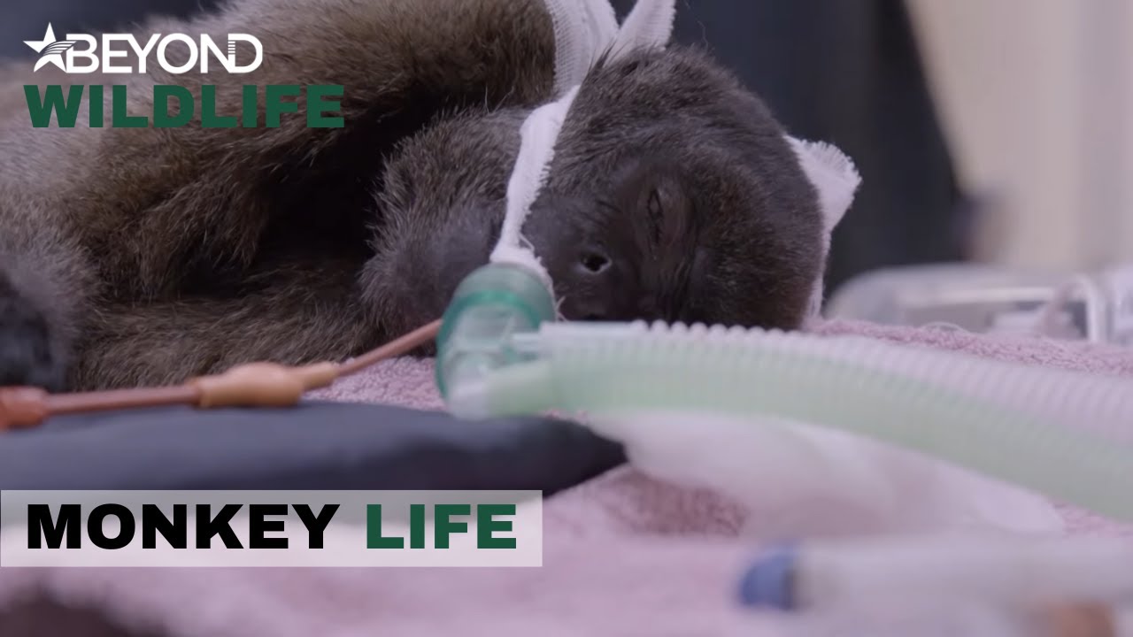 S10E04 | Woolly Monkey Lucas Is Causing Concern | Monkey Life | Beyond Wildlife