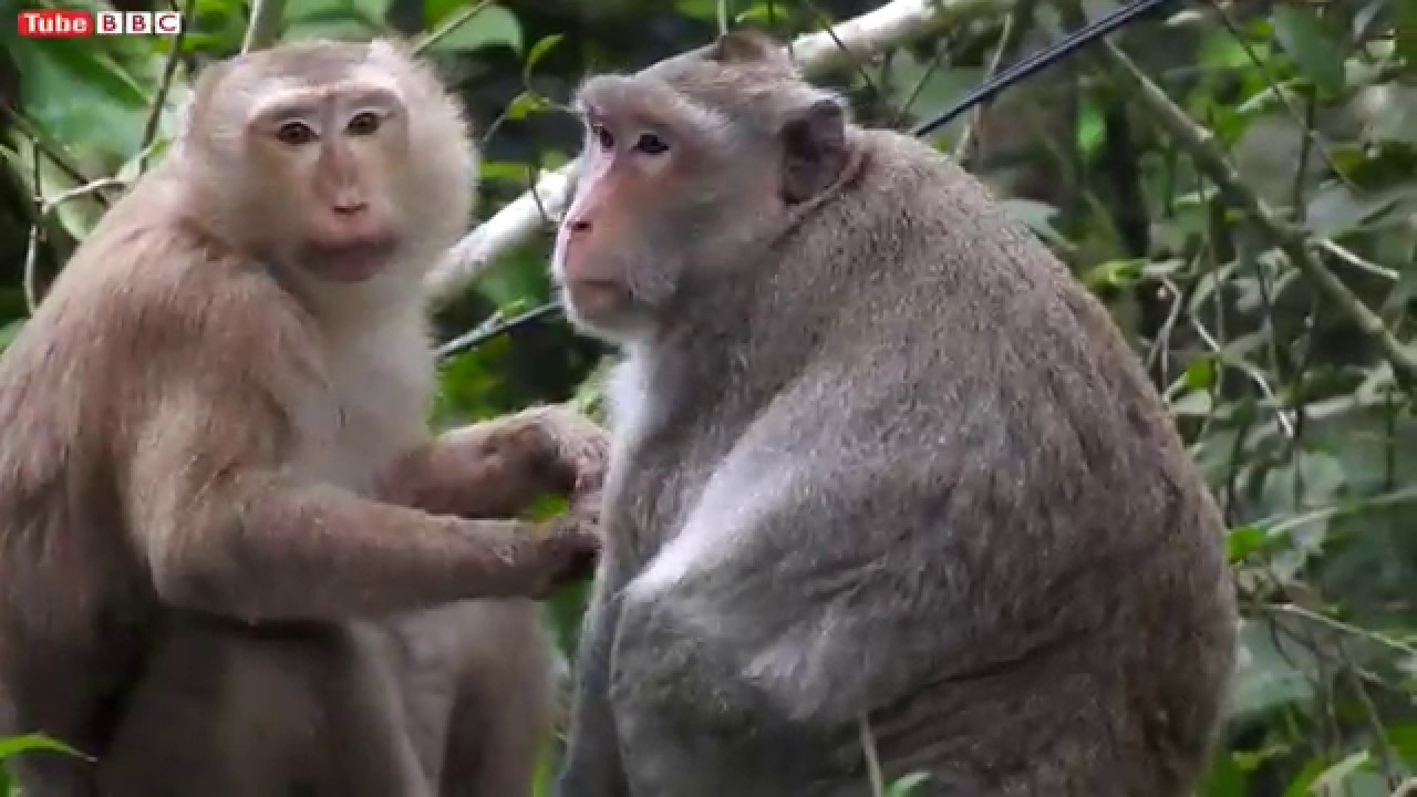 Oh My God!!! What is this? After Monkey Give a Birth | Baby monkey just newborn
