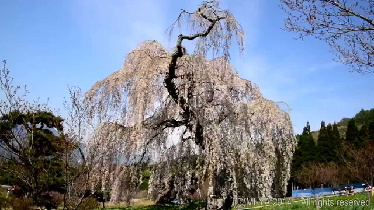 弁天さんのしだれ桜 2014 長野県須坂市豊丘五大桜 The famous weeping cherry in Japan.