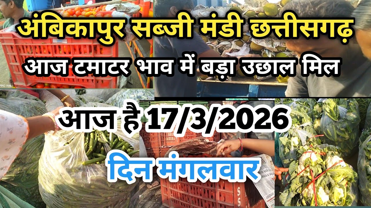 अंबिकापुर सब्जी मंडी || आज का टमाटर भाव || /17/3/2026 || Ambikapur sabji mandi #ambikapur #surajpur