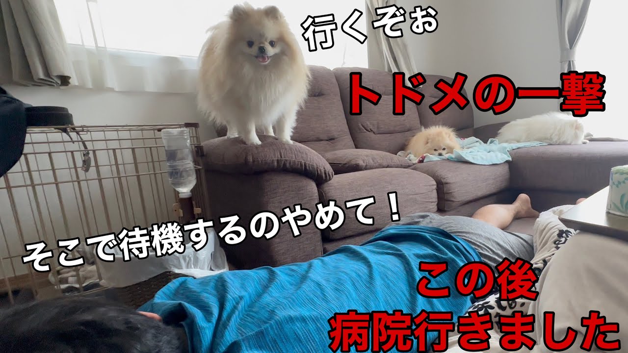 ヘルニアの腰にトドメの一撃を与えるポメラニアン