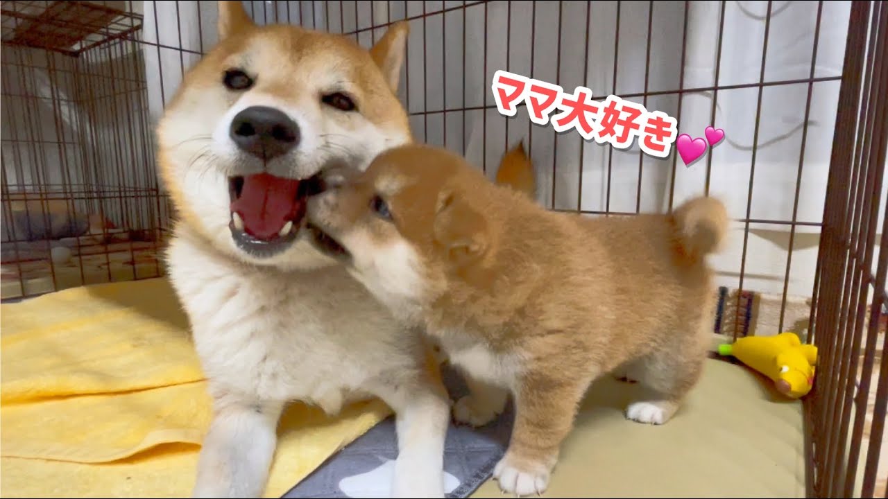 柴犬子犬が母柴犬に甘噛みする仕草が可愛い！