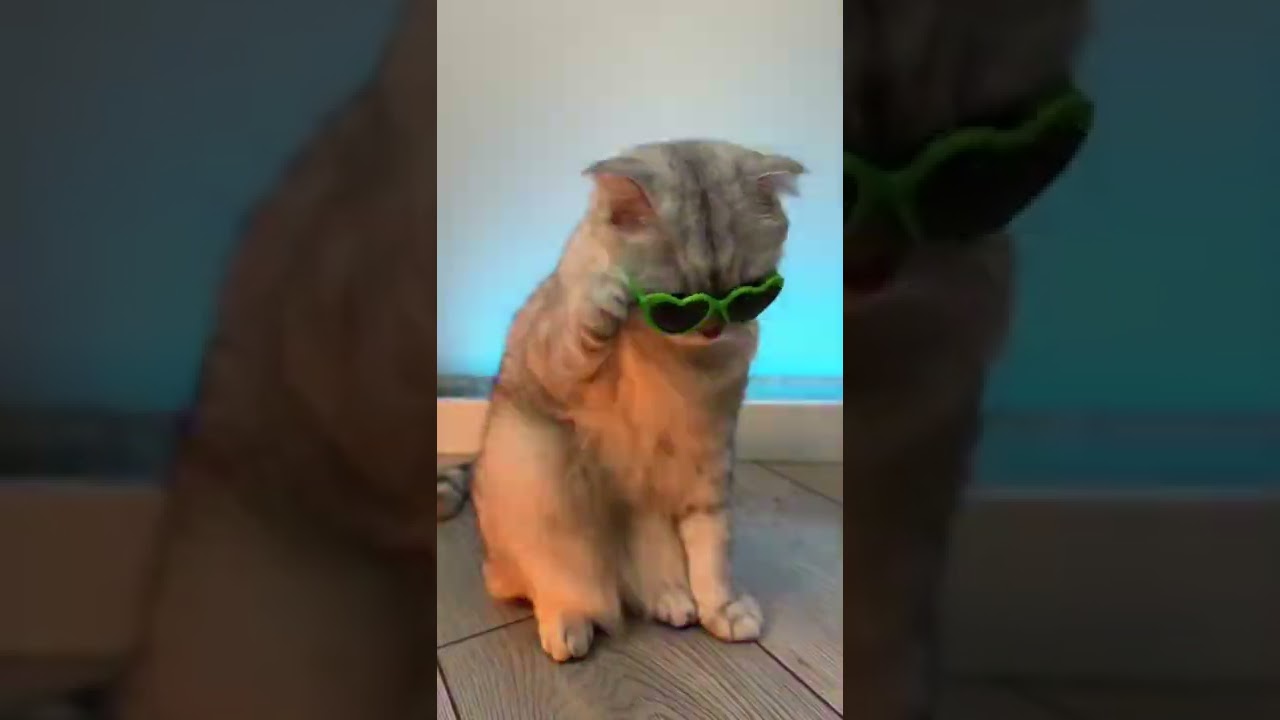 КОШКИ У ВСЕХ ТАК ДЕЛАЮТ?😂