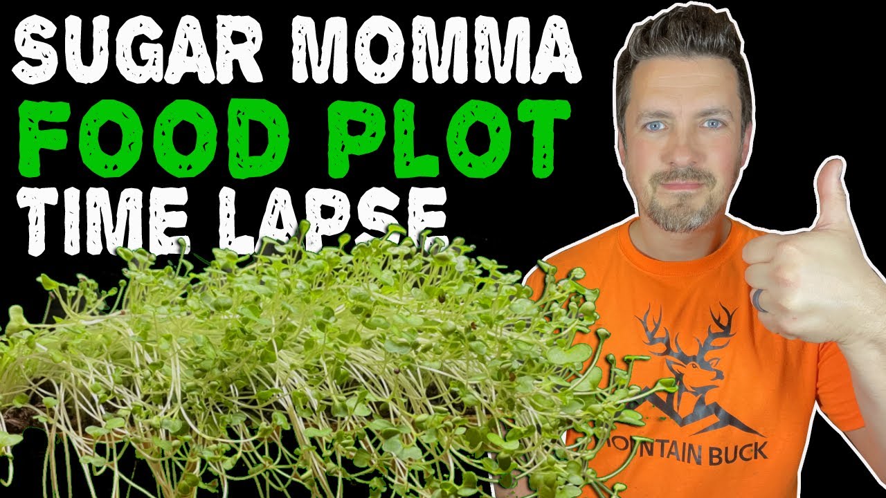 Food Plot Time Lapse: Sugar Momma -  Domain Outdoor. No Till Throw & Grow with Year-Round Attraction