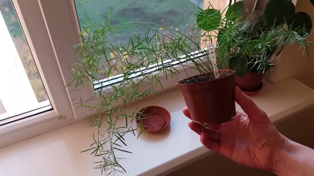 Аспарагус из семян