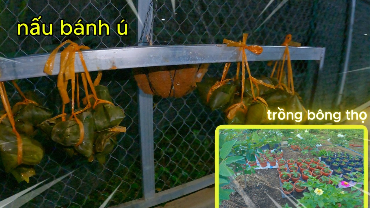 Nấu Bánh Ú và Trồng Bông Thọ trưng bày ngày tết - vlog đời thường , thư giãn .