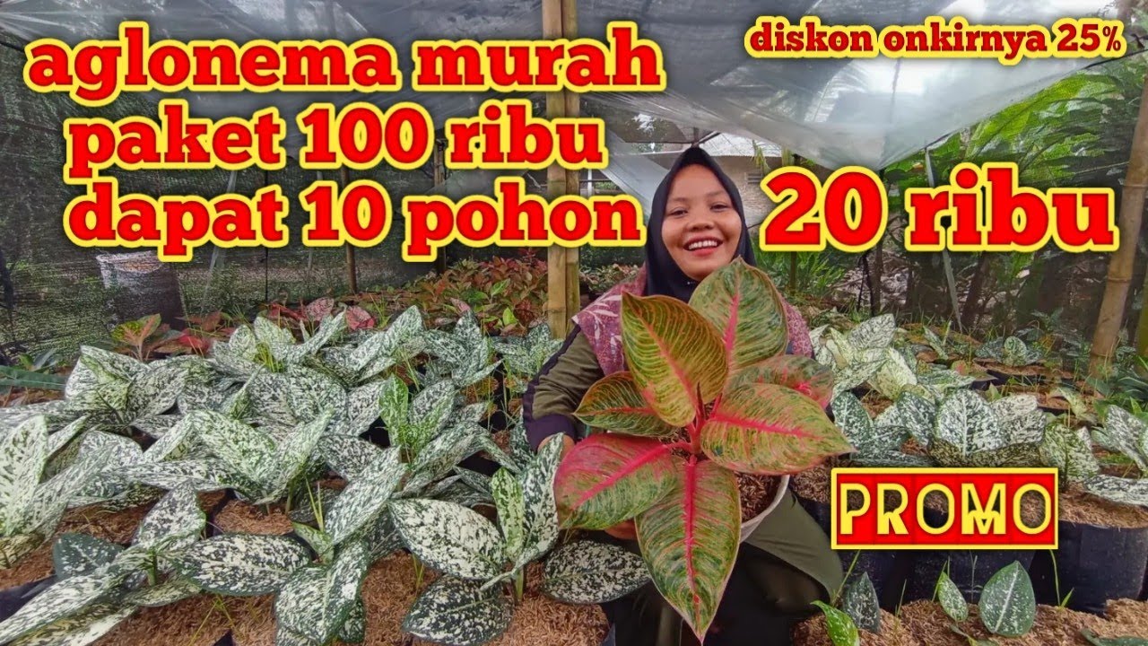 Obrol aglonema murah.. Promo Paket 100 ribu dapat 10 pohon.. Cocok untuk pemula dan di jual lagi...