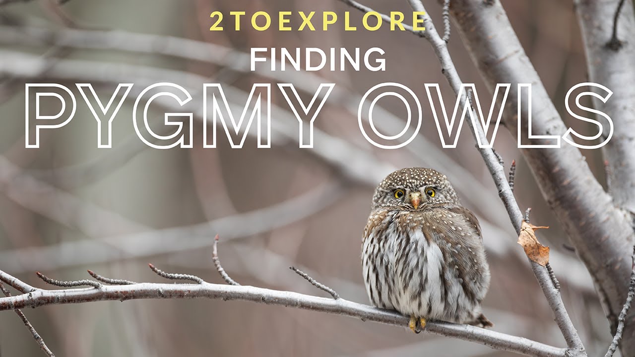 Searching for Pygmy Owls