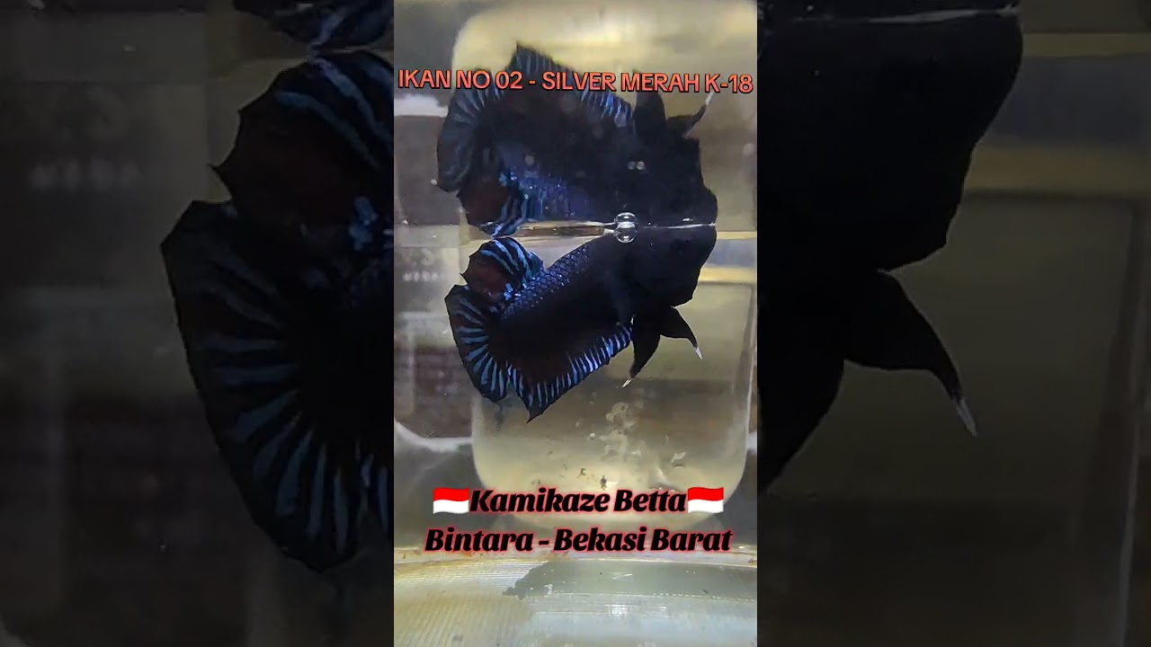 Kirim 2 ekor import silver merah ukuran kecil buat big game di Singkawang kalimantan