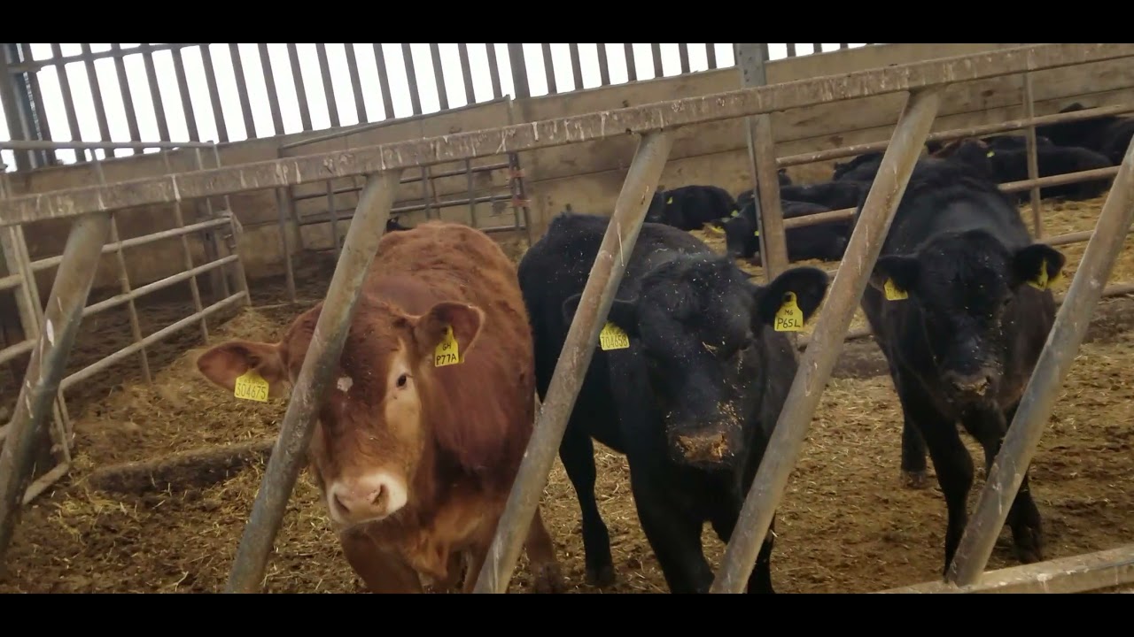 SRUC Virtual Farm Tour Agriculture Programme