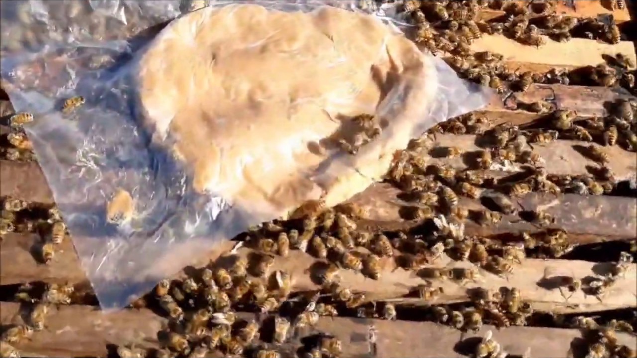 Como se preparan las colmenas antes de entrar al invierno en Argentina
