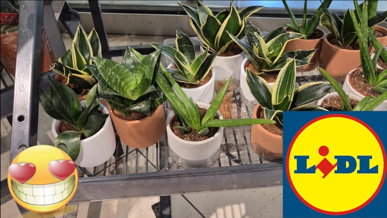 ARRIVAGE LIDL 12 FÉVRIER 2026