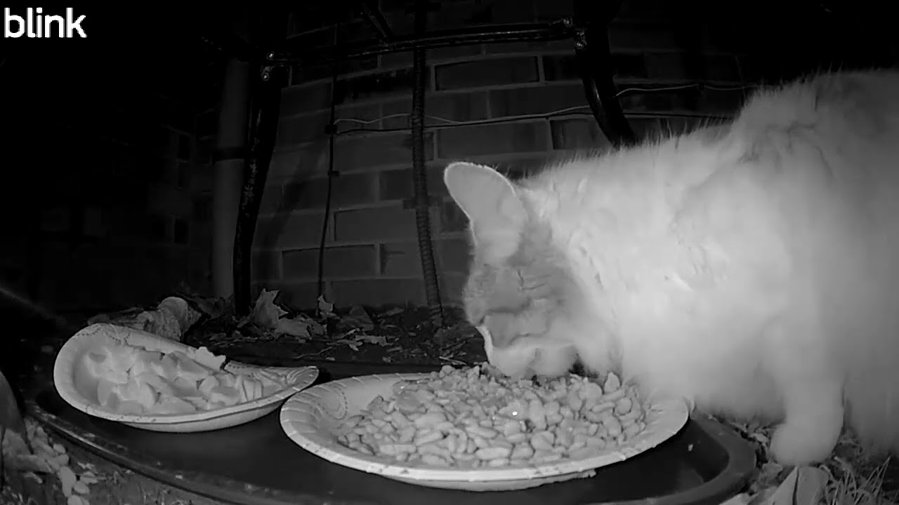 Wildlife Watch: Laura Pawmer's Relaxing Dinner 