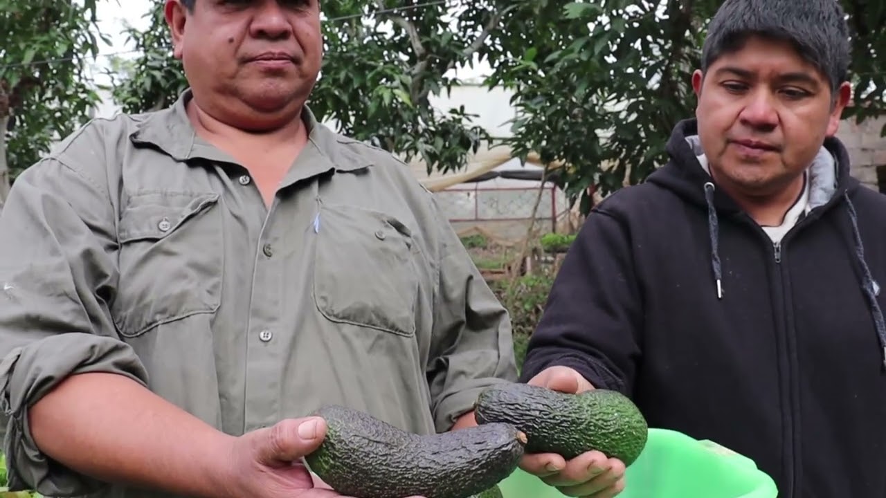 Carumbé, una palta cuya genética la diferencia en el mercado