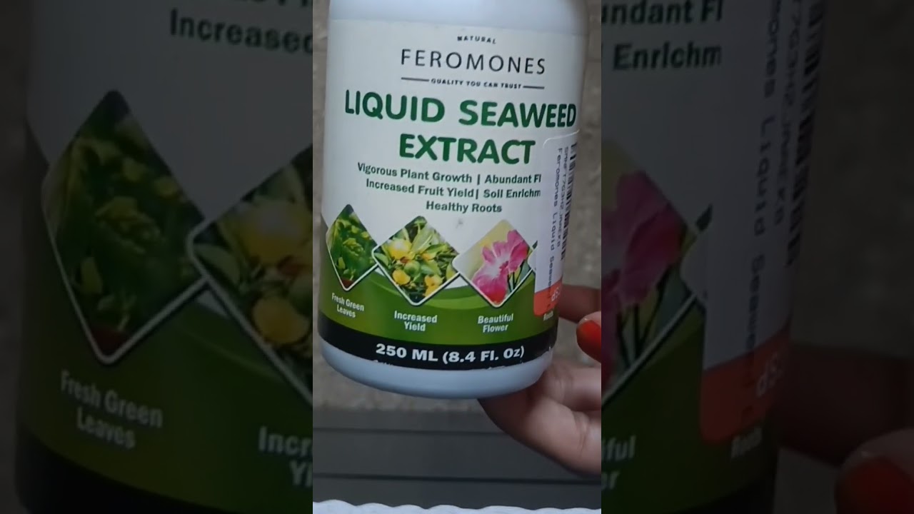 liquid seaweed extract for plant☘️🌵 #shorts