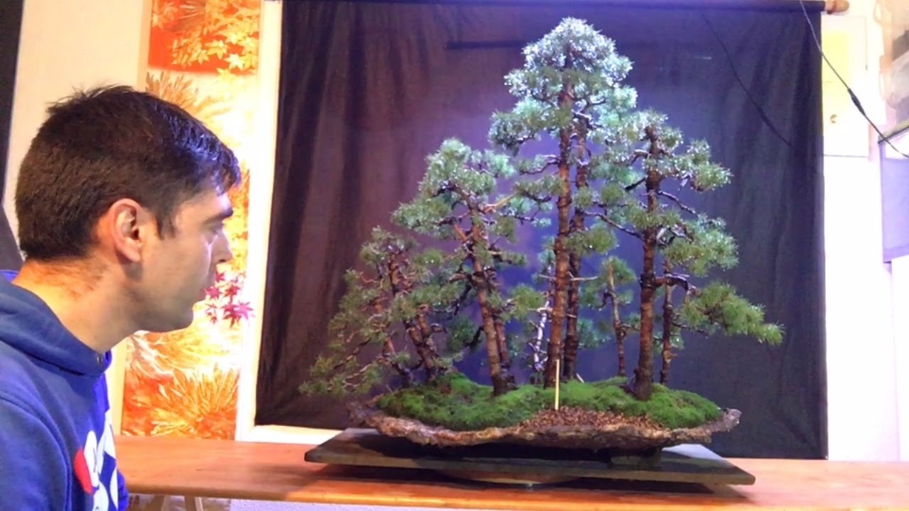 Bosque Bonsai. (Ampliacion de arboles en el bosque de Piceas)