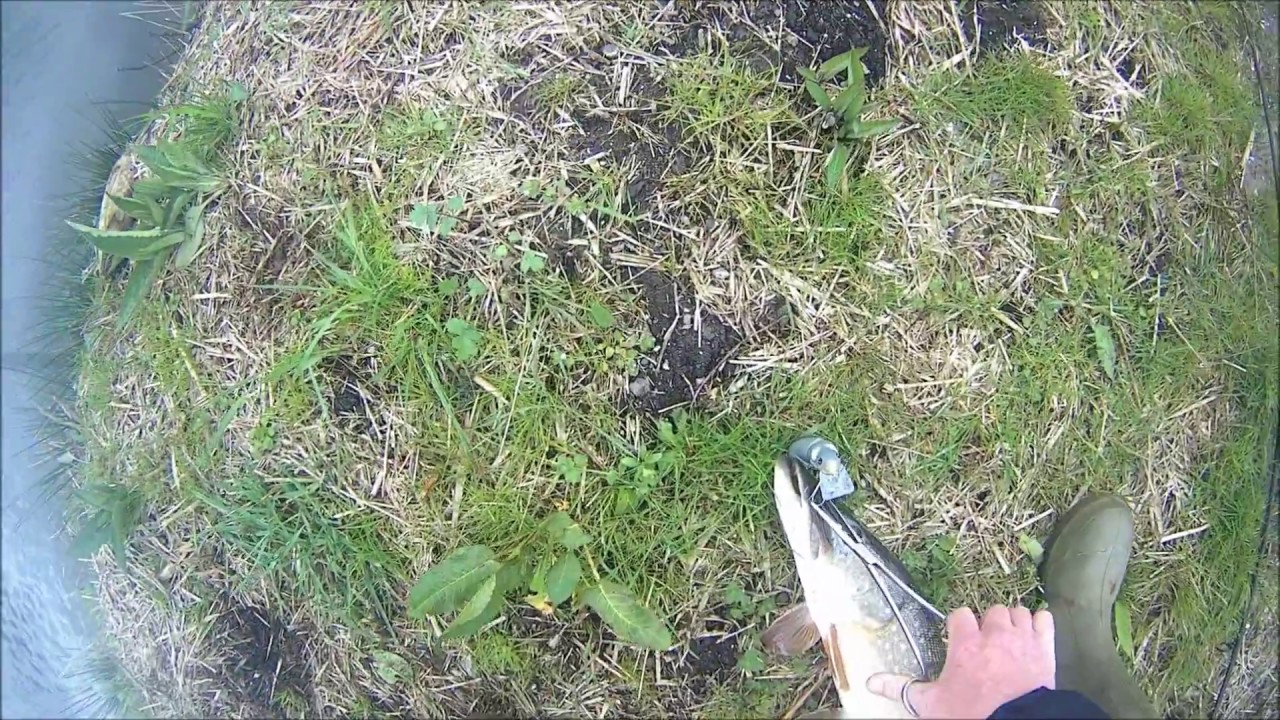 Snoek grijpt rat vlak voor de kant.