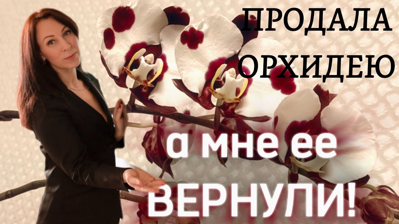 Орхидея с домашней коллекции была продана и вернулась ко мне! 👀