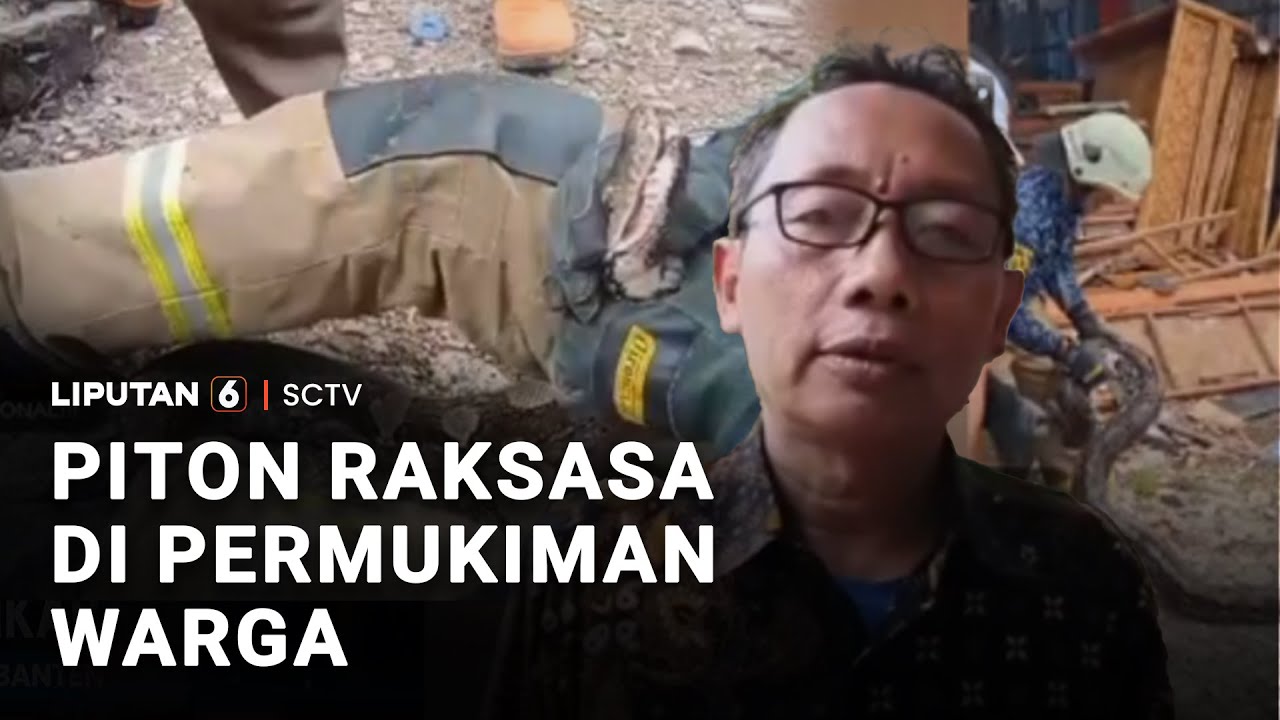 Piton Raksasa di Permukiman Warga | Liputan 6