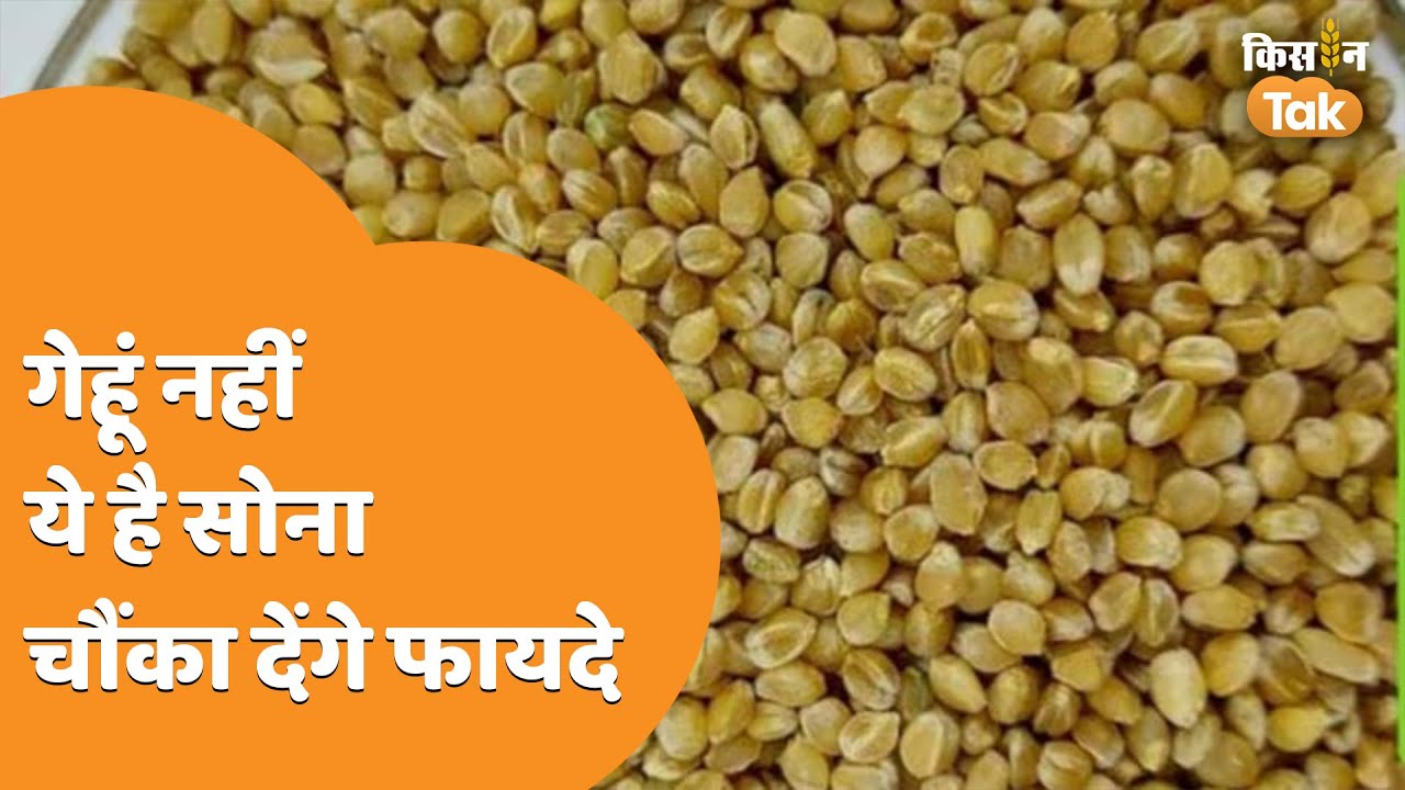 Sona Moti Wheat: सोना-मोती गेहूं के फायदे जानकर आप हो जाएंगे हैरान, देखिए वीडियो | Kisan Tak