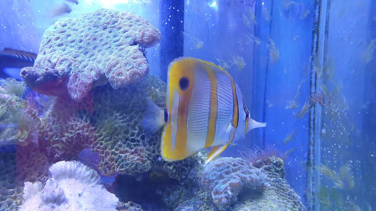 Pusat ikan.hiasan #portdickson #aquarium #fish #turtle #vacation