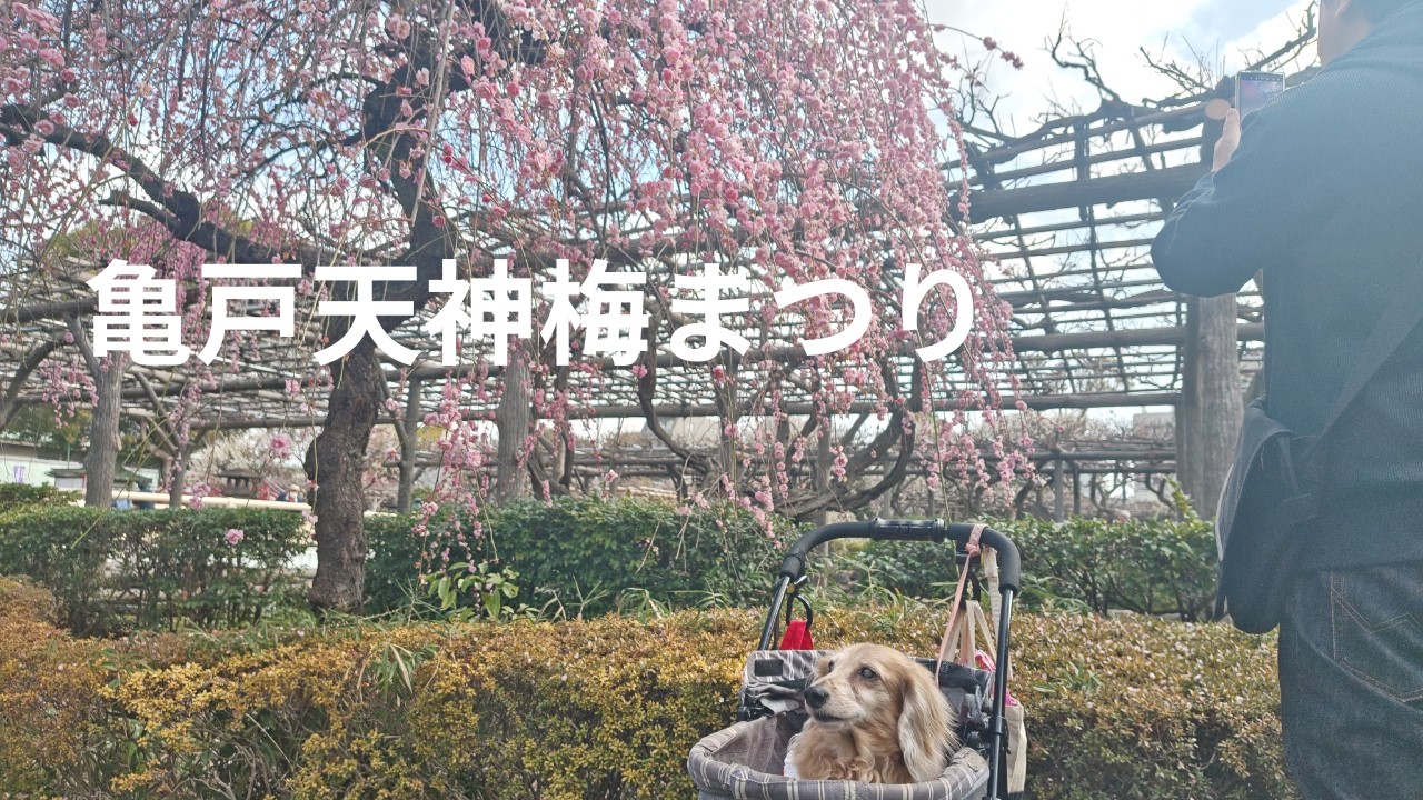 17歳🐶も鑑賞🏵️亀戸天神梅祭り#39