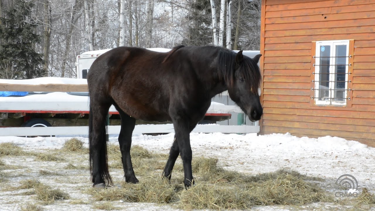 Le cheval Canadien