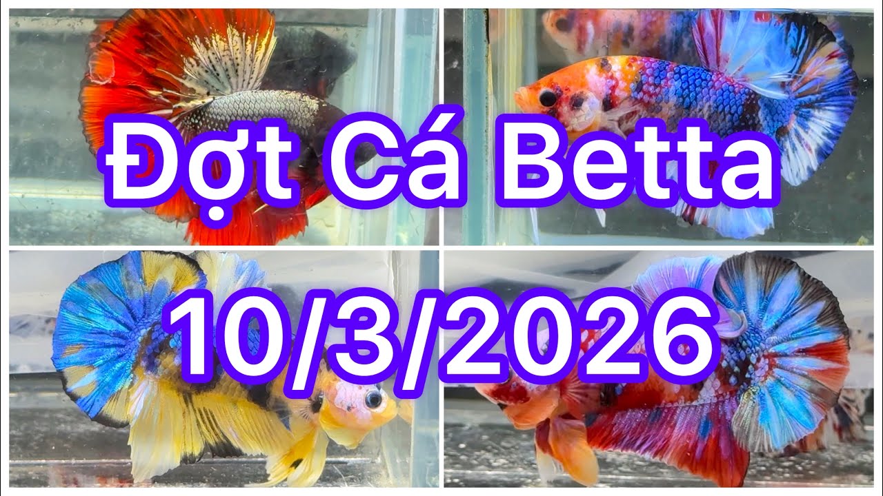 Đợt Cá Betta 10/3🍀🌈Betta Nemo | Betta Multicolour | Betta GLX | Giant Metalic | Halfmoon | Tập chơi