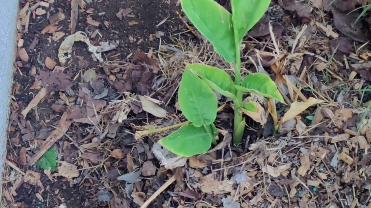 Galangal (Galanga or Fingerroot of the Zingiberaceae Family)