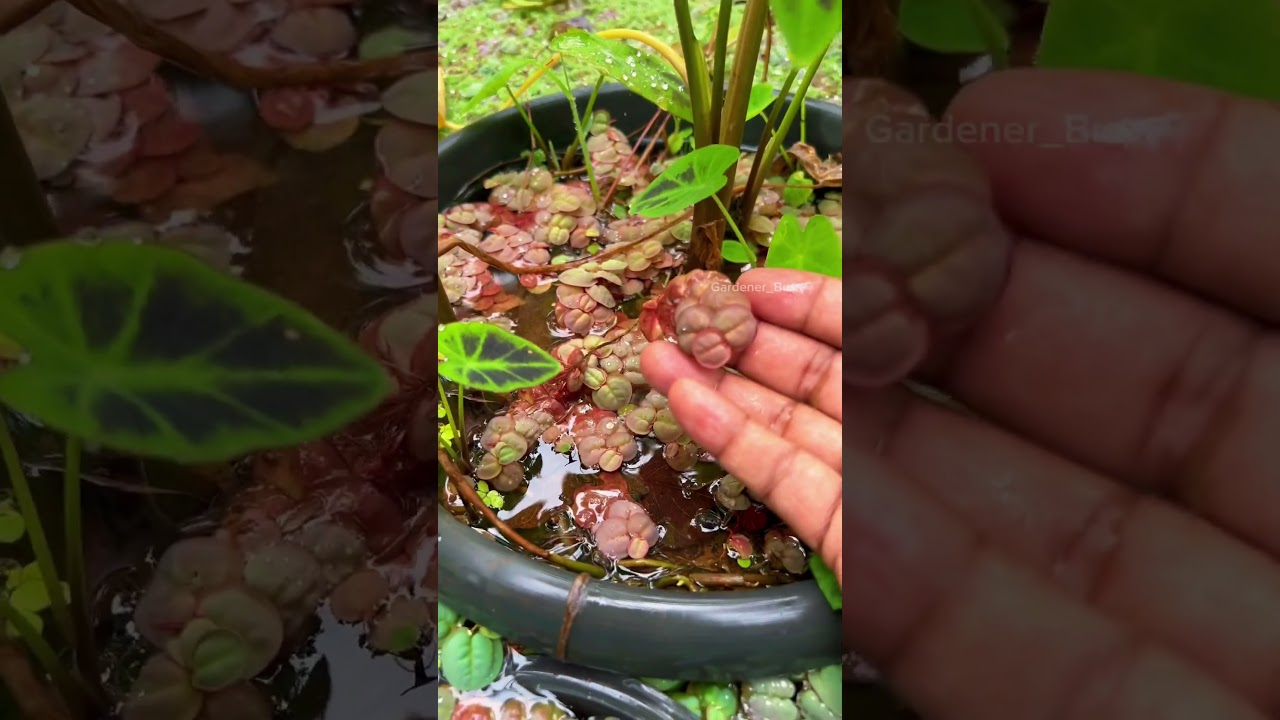 Red root floaters. A beautiful water plant.