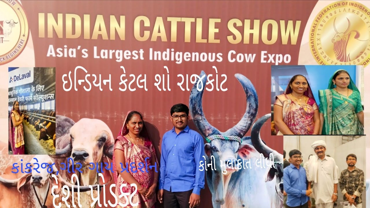ગીર ગાય, કાંકરેજ ગાય અને નંદીઓનુ પ્રદર્શન Indian cattle show rajkot 2026