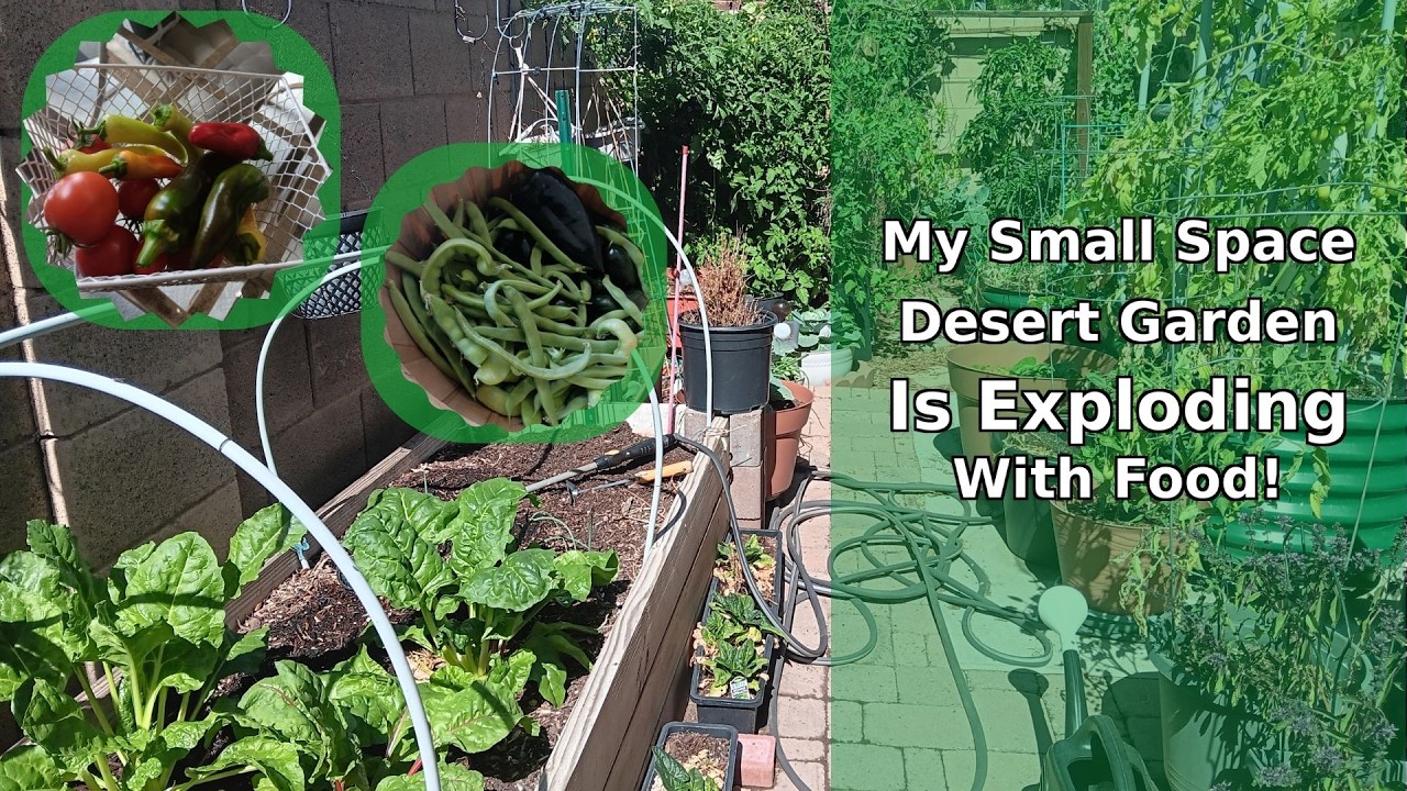 My Small Space Desert Garden Is Exploding With Food
