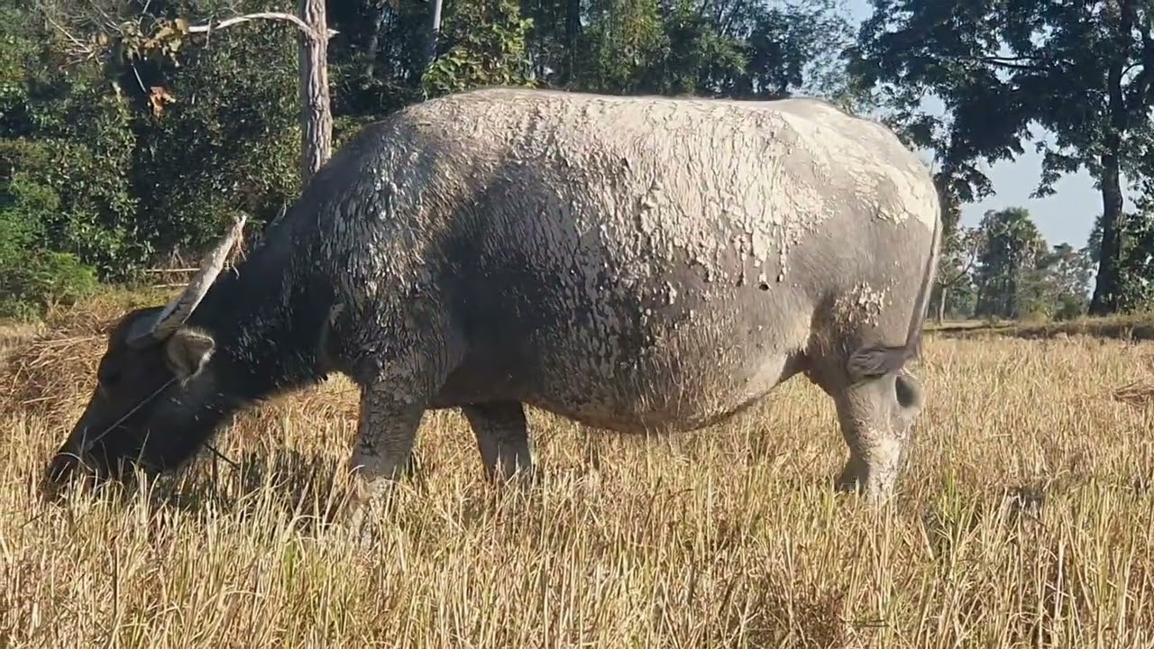 A very large buffalo is eating grass. Buffalo🐃🐃