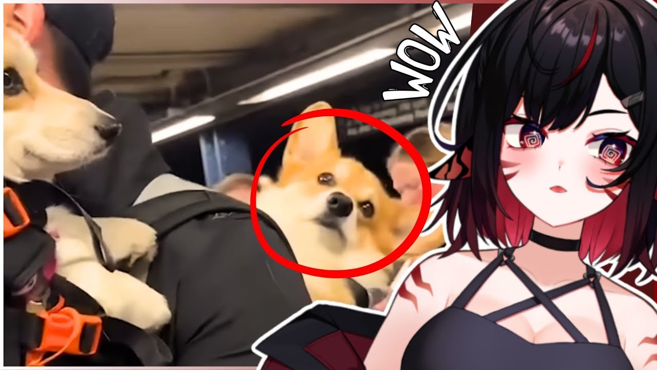 Miya LOVED Watching This Daily Dose Of Internet