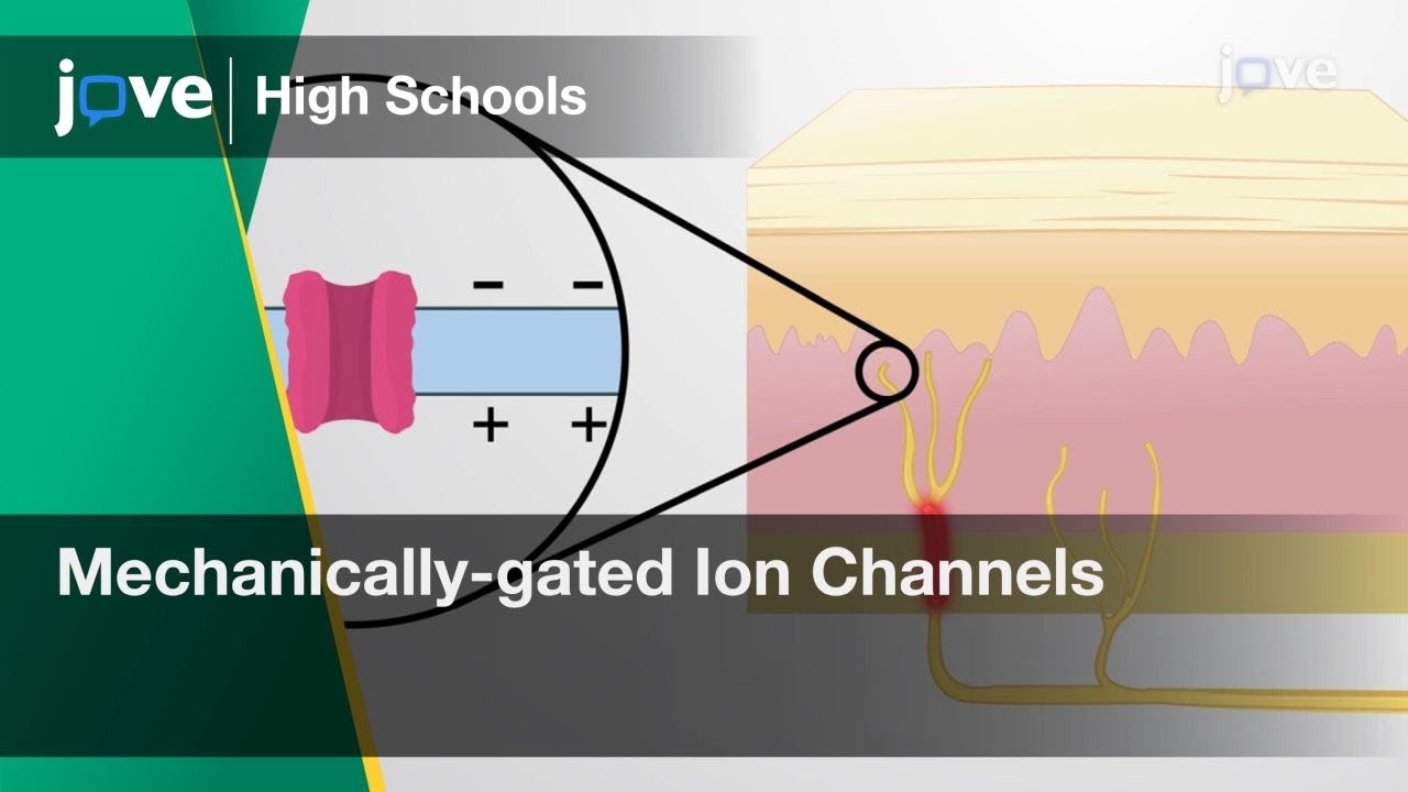 Mechanically-gated Ion Channels | Cell Bio | Video Textbooks - Preview