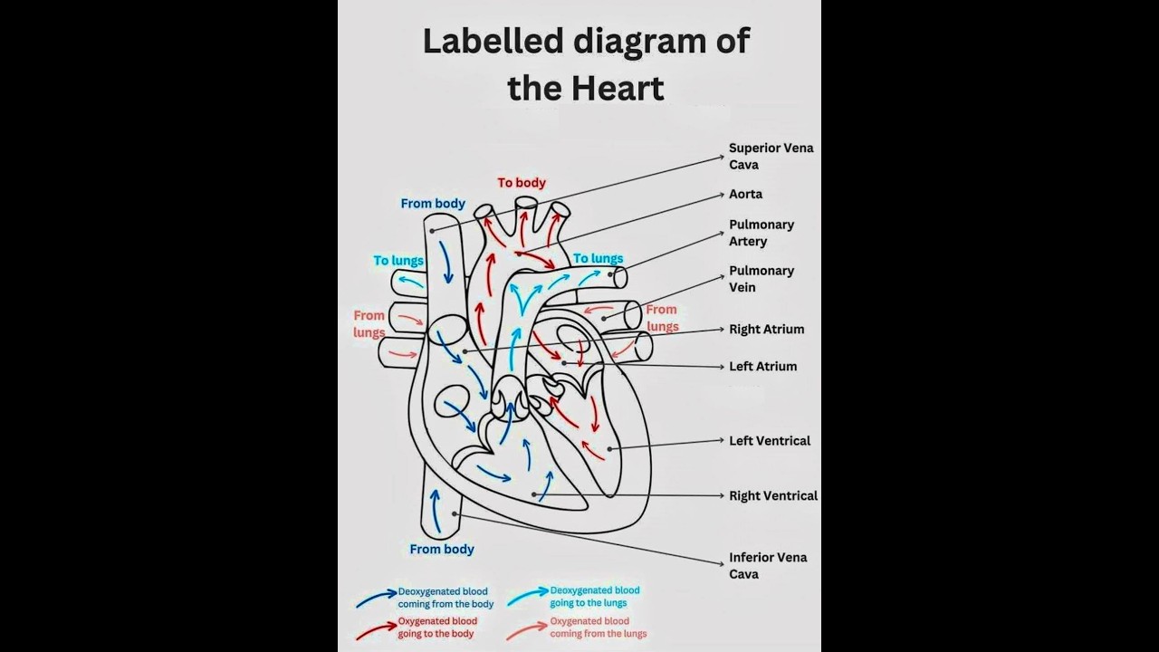 Human Heart Diagram with Labels | Easy & Clear Explanation #heart #diagram #viral #viralvideo #fact