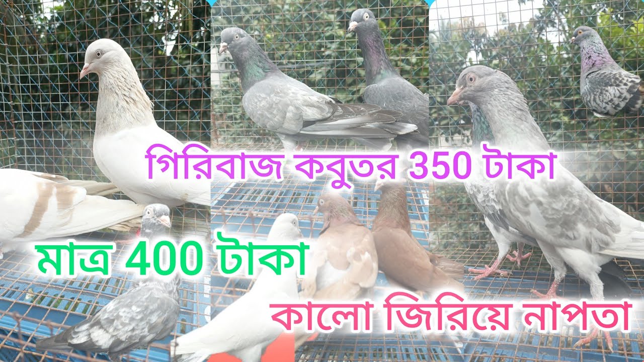 নাপতা কবুতর মার্ত্র 400 টাকা  /  Big Billion Sell Napta Kabutor Only 400 Rupees....... 
